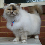 Abbey the Birman