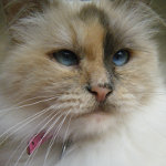 Abbey the Birman