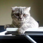 Arnold the Scottish Fold