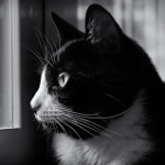 Fannie