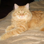 Finnegan