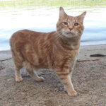 George the Handsome Deaf and Blind Cat