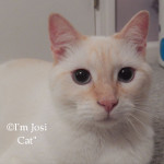 I'm Josi Cat''