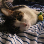 Misa the kitty