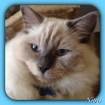 Nitro the Ragdoll Cat