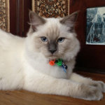 Nitro the Ragdoll Cat