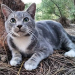 Vida, feral cat