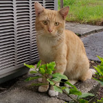 Waiting for breakfast, feral cat